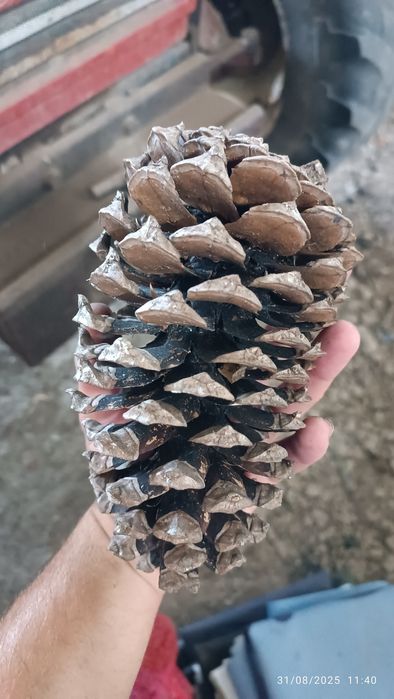 Sacas de Pinhas "Bravas"