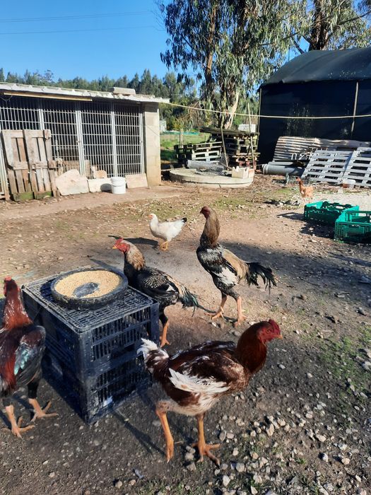 Ovos e galos indio gigante