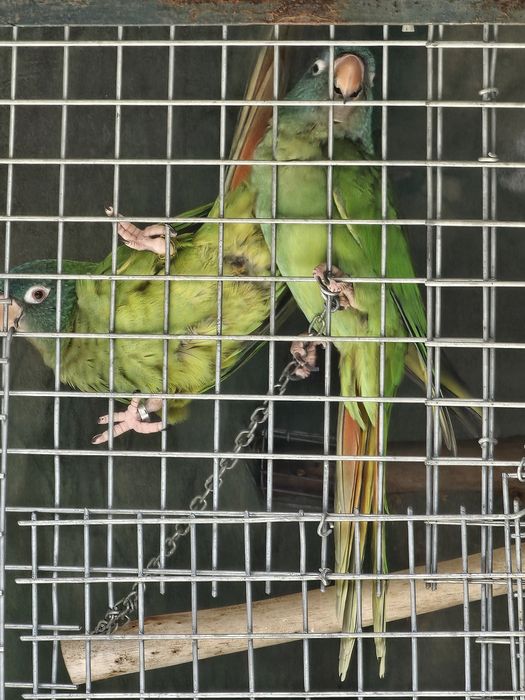 Conures de cabeça Azul