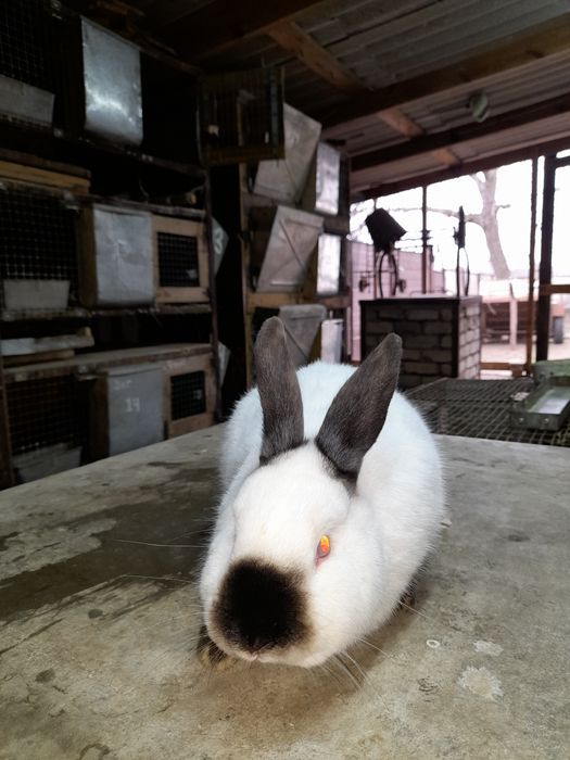 Кролики разновозрастные 150 грн