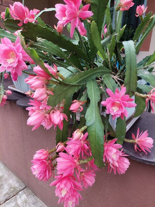 Epiphyllum rożowe sadzonki