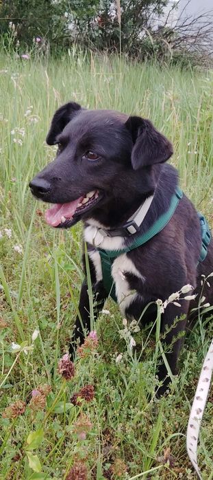 Spokojny i pragnący bliskości człowieka Jackie szuka domu