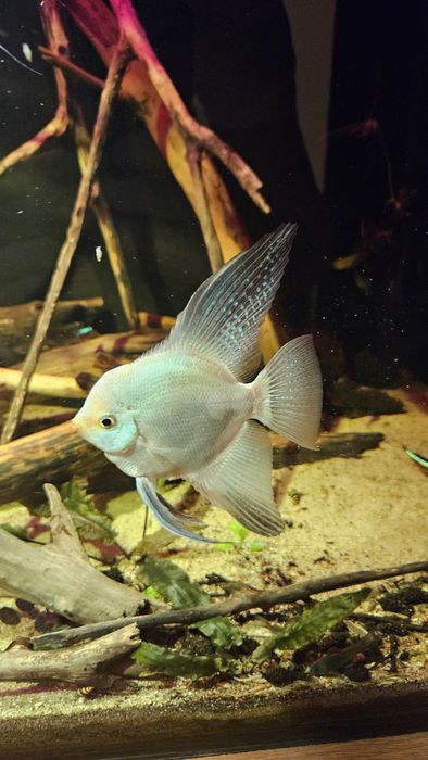 Skalar bulgarian / koi