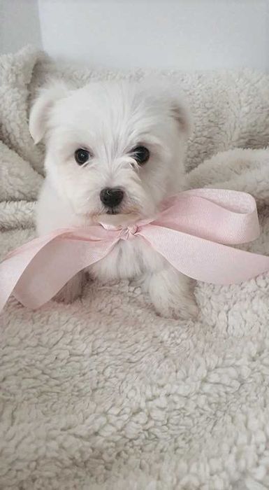 Piękna Mini Sunia Maltańczyk, Pełna dokumentacja.