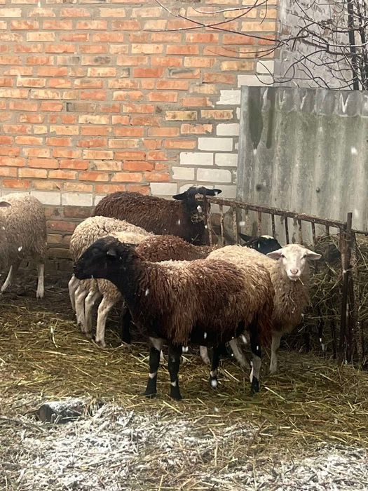 Продається баран