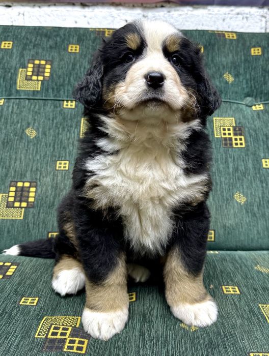 Berneński Pies Pasterski