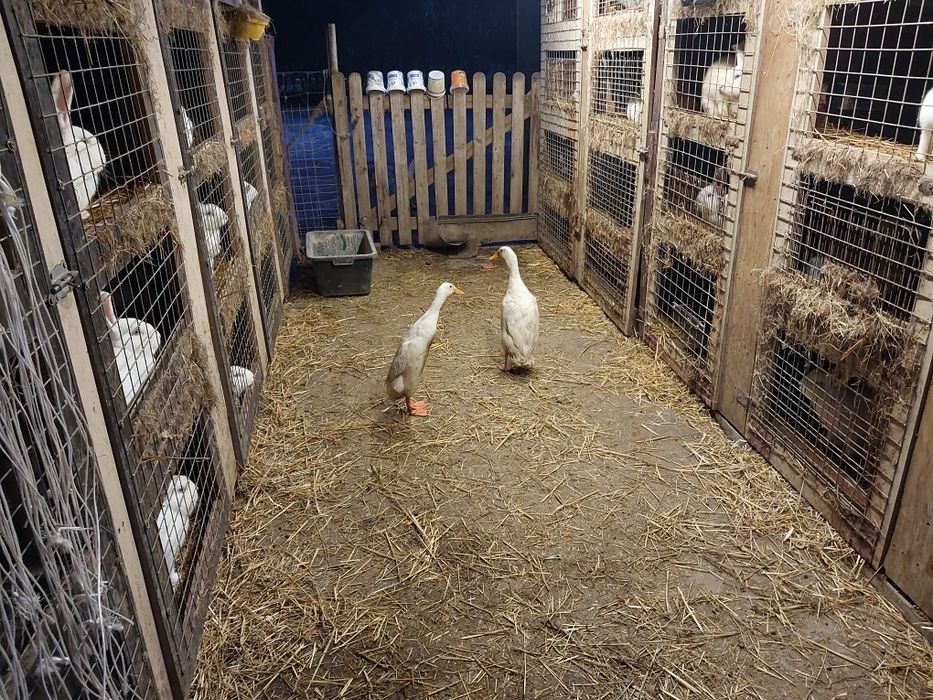 Zamienię Kaczory Biegusy