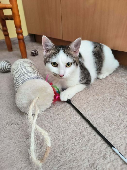 Śliczne koty do adopcji