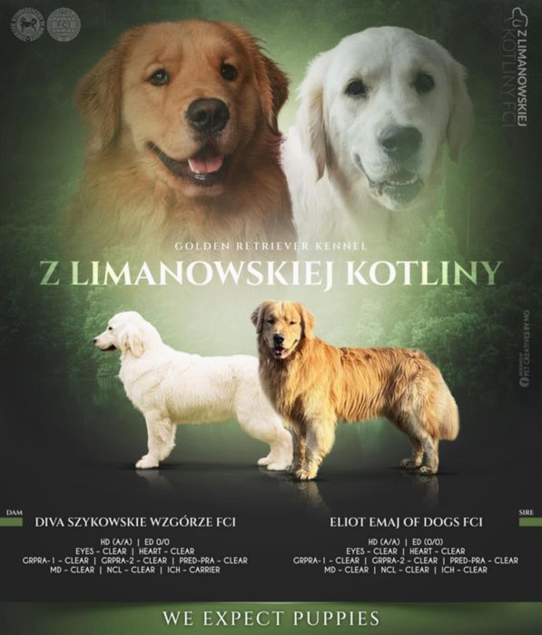 Golden retriever zkwp fci  w typie  Amerykańskim