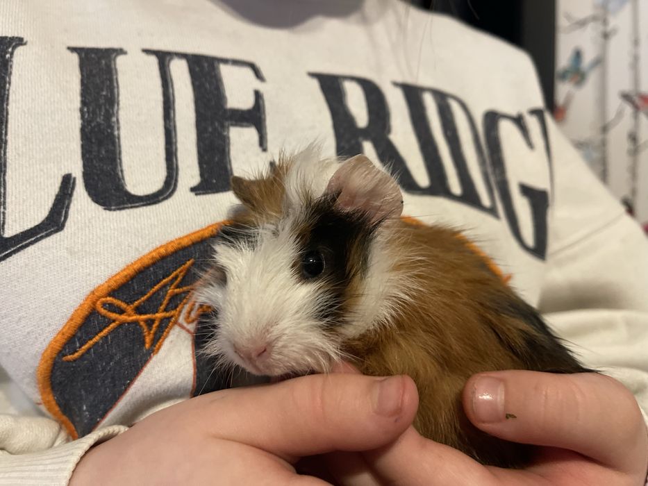 Swinka morska rozetka