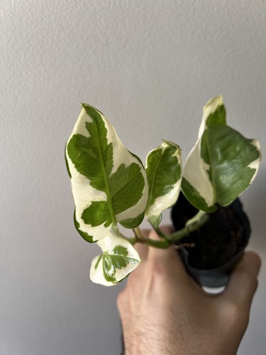 Epipremnum Pearl jade variegata