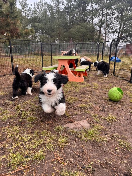 BEARDED COLLIE  szczeniak  lato 2026