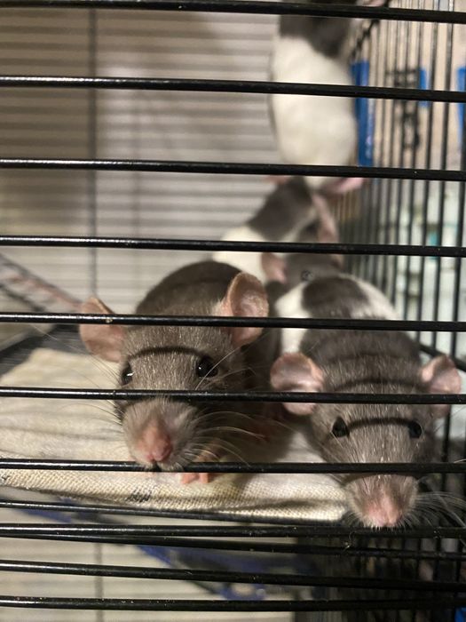 Małe szczurki (nie na pokarm)