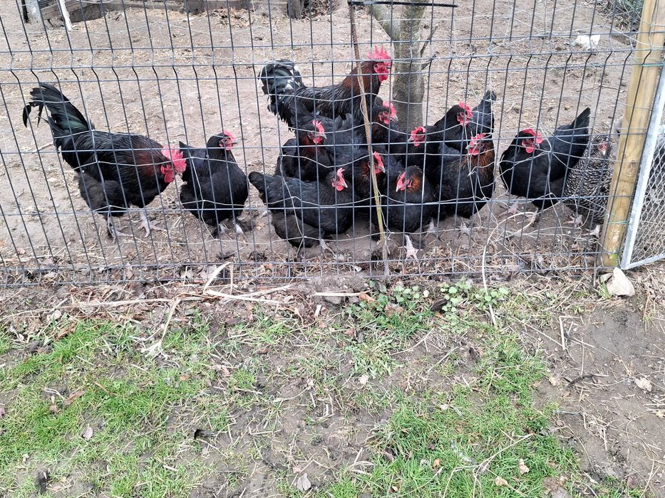 kury Marans green shell