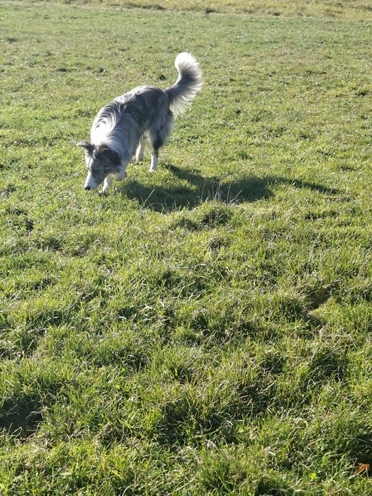 Reproduktor Border Collie
