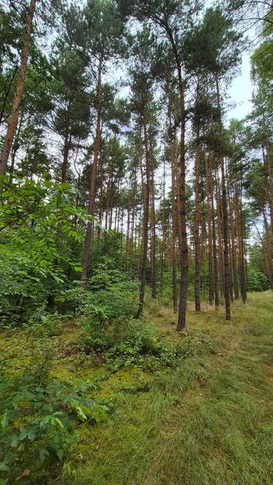 Las na sprzedaż w Mąkoszycach