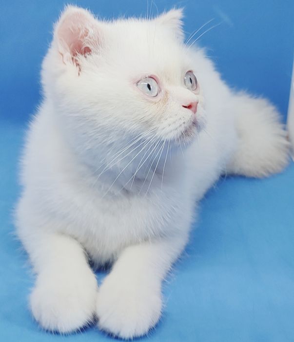 Скотиш страйт, шотландский, короткошерстный