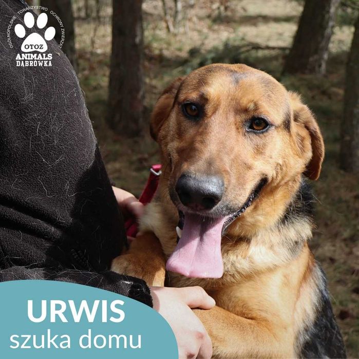 Urwis szuka domu domu !!!