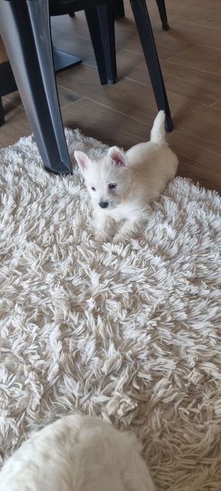 West Highland White Terrier- szczeniak