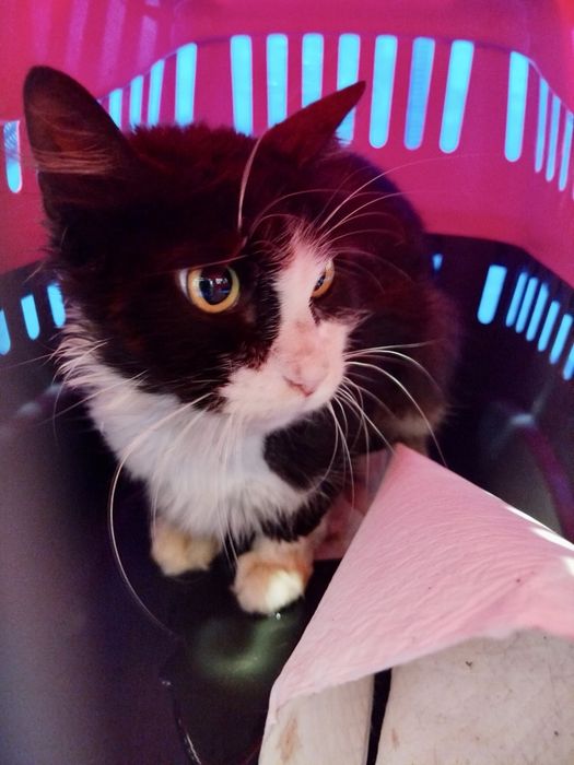 Gato para adoção responsável