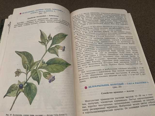 Дикорастущие растения и грибы в медицине и кулинарии