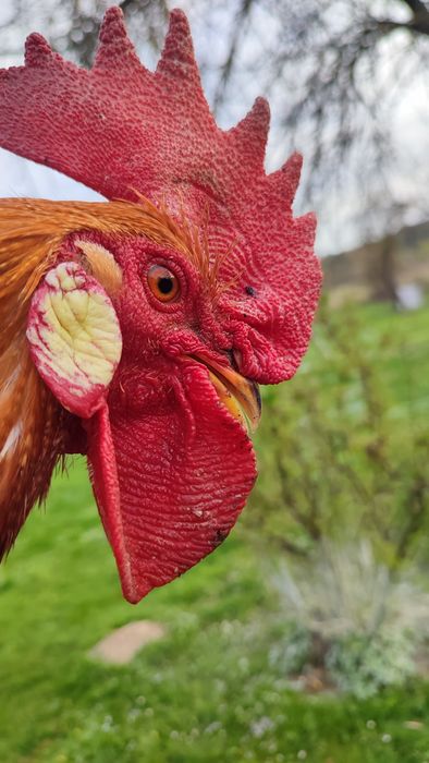 Молодий півник .