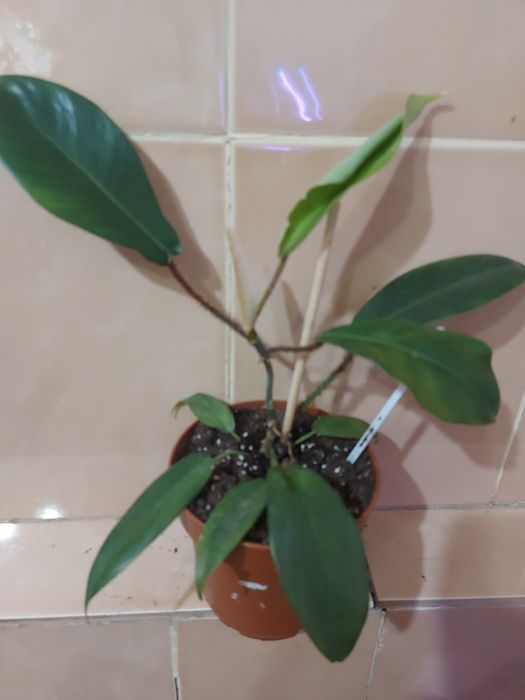 Дифенбахія ,фікуси, філодендрони