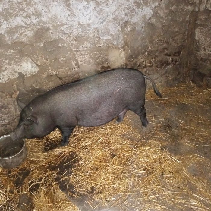 В'єтнамська свиня