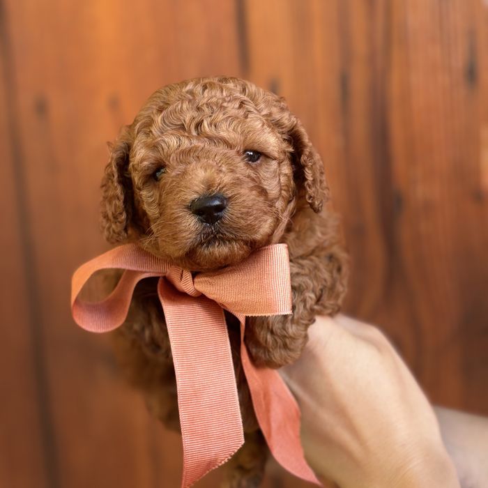 шикарний хлопчик у забарвленні RED BRAUN