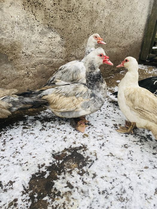 Kaczory i kaczki francuskie / piżmowe niebieskie