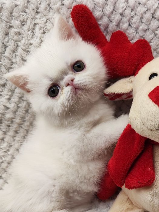 Питомник предлагает котят