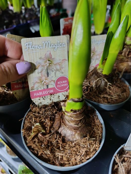 Антуріум.Гіпеаструм.