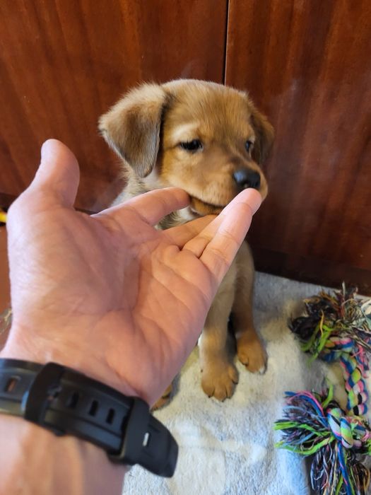 Цуценята 3 місяці (безкоштовно)