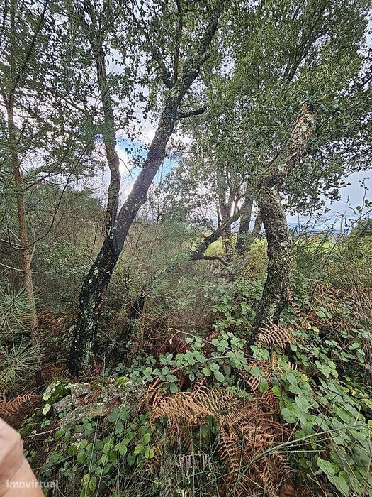 Terreno  para venda — Gandra E Taião, Viana do Castelo