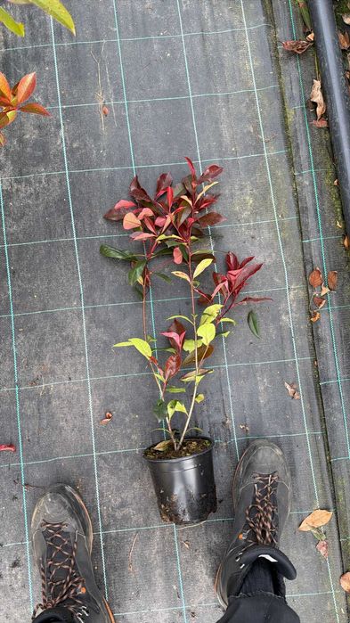 Photinia Carre Rouge Vaso 1,5L 50/70cm
