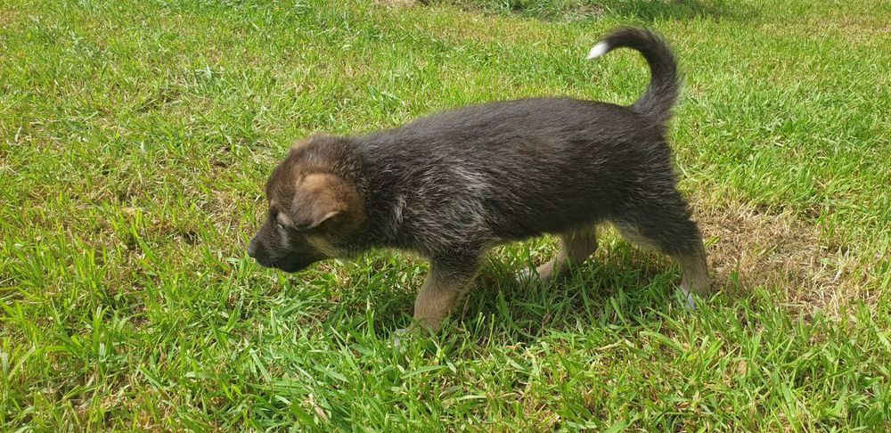 Отдам щенков,даром!!!