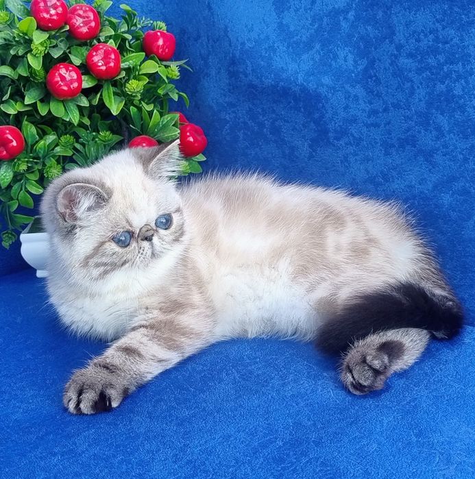 Hani. Дівчинка екзот