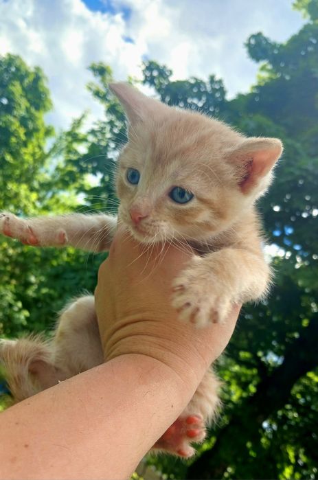 Маленький рыжий котёнок мальчик ищет дом! Котята в хорошие руки!