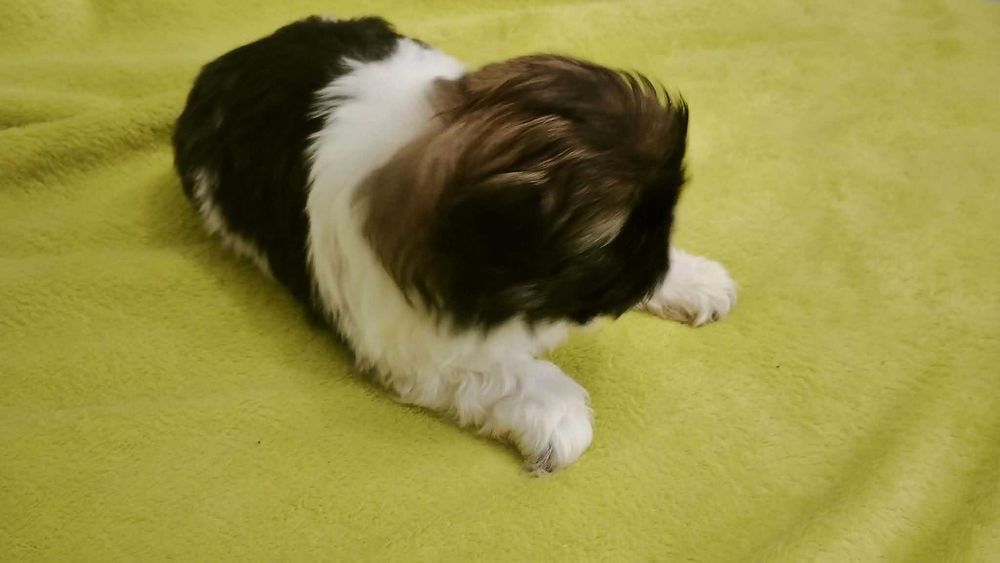 Shih-tzu szczeniaczk