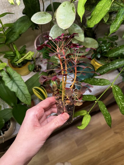 Oxalis vulcanicola оксаліс кислиця