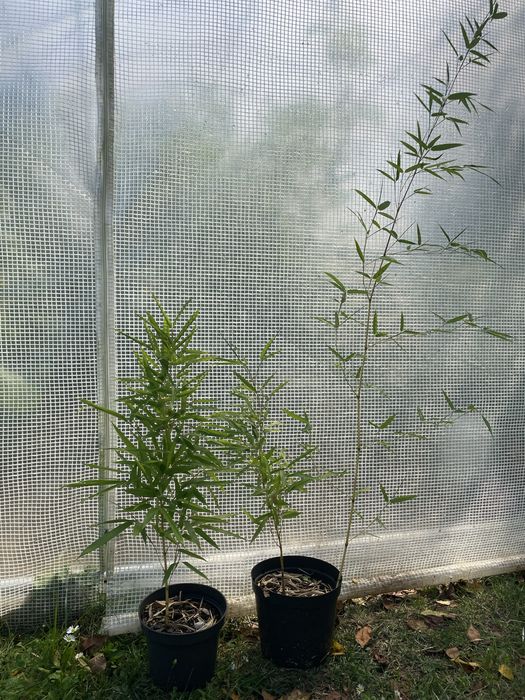 bambus phyllostachys aureosulcata aureocaulis