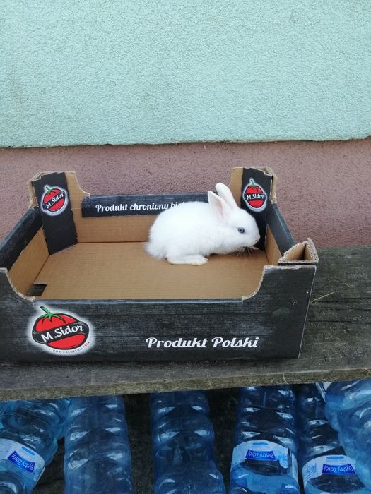 Króliczki karzełki