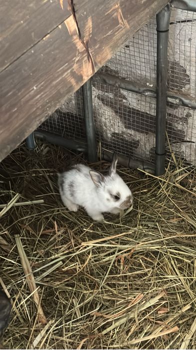 Kroliki na sprzedasz male