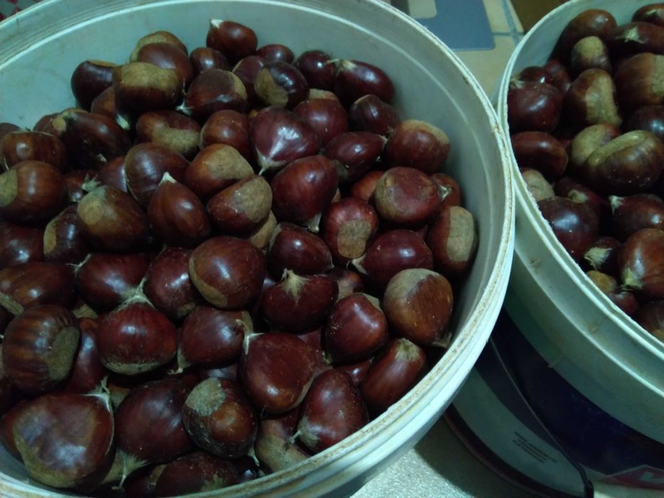 2.2Kg Castanhas 2025 c/ Portes [pouco stock]