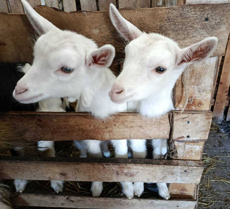 Козичка (зааненка)