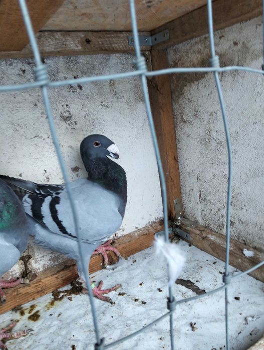 Gołębie Niemiecki wystawowy