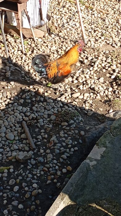 Garnizos machos para venda