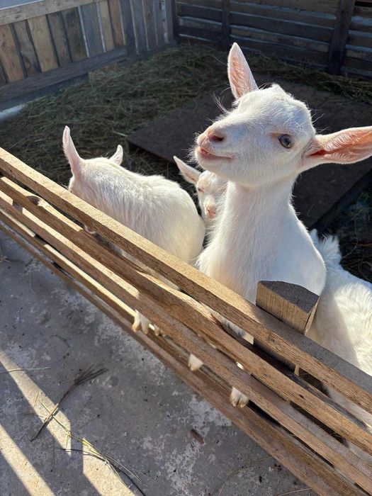 Козлики та кізоньки ламанча/зааненські