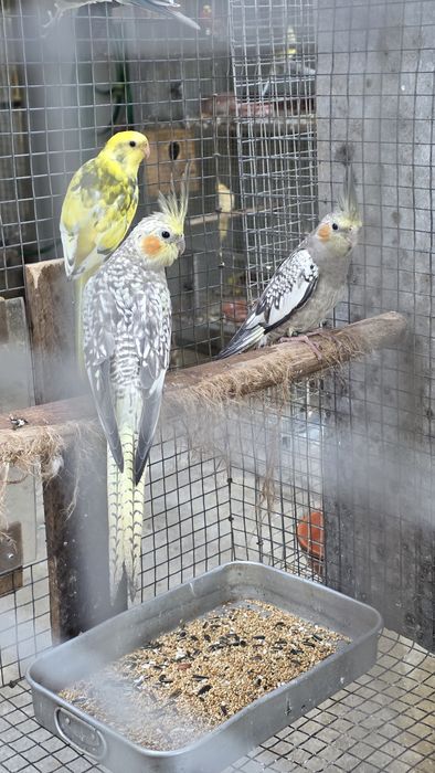 Pra cedencia ring neck e casal de caturras