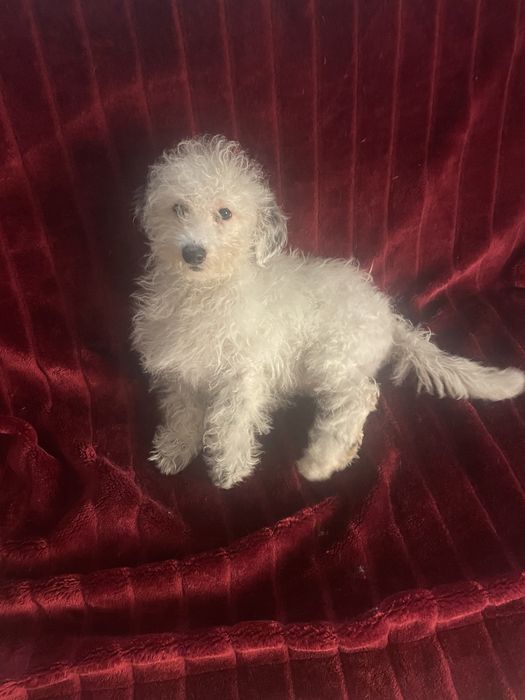 Menino caniche pequeno